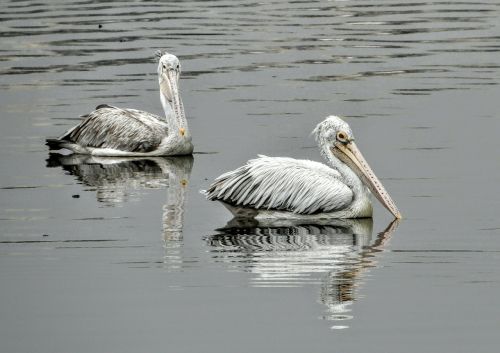 water pelican bird