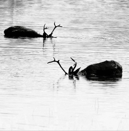 water reflection wildlife