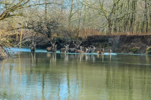 water nature tree