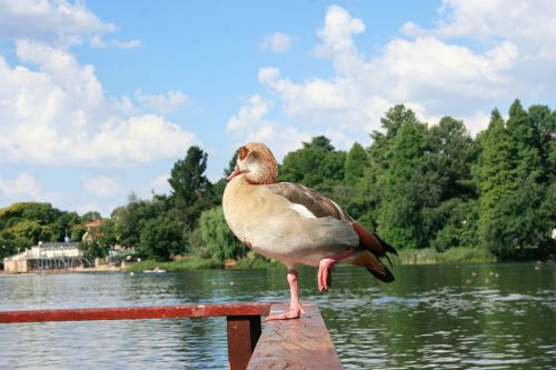 water nature lake