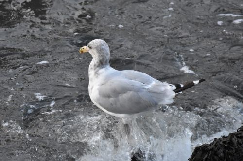 water bird nature