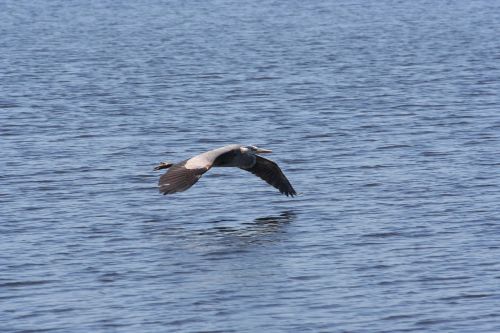 water bird nature