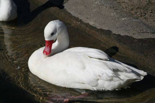 water bird swan