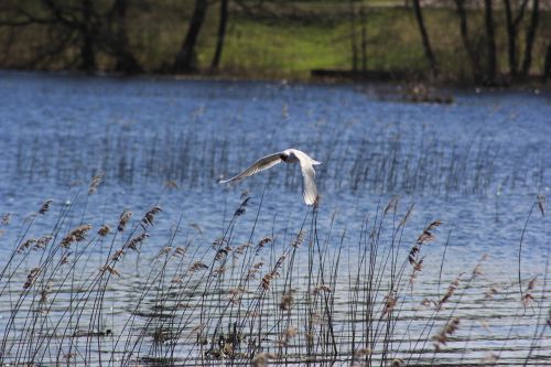 water nature lake