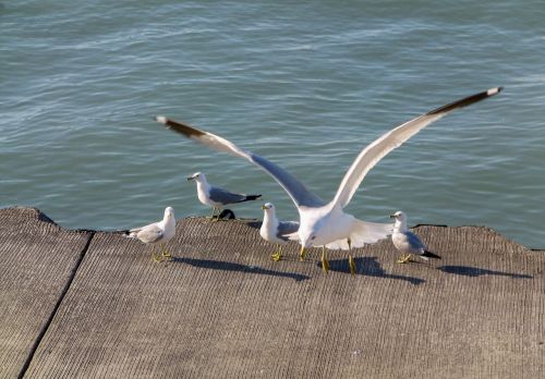 water bird nature