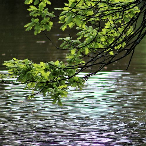 water nature reflection