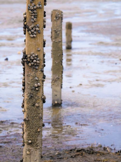 water post snails