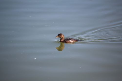 water lake duck