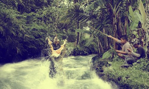 water nature tree