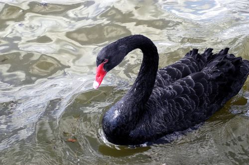 water bird nature