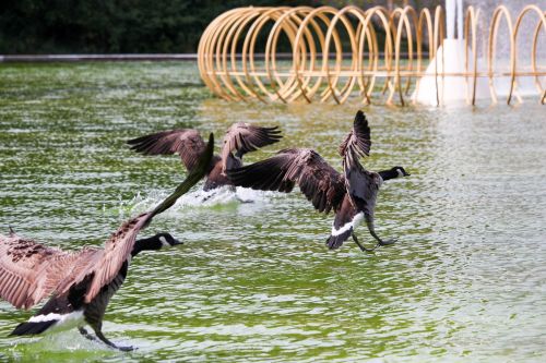 water animal nature