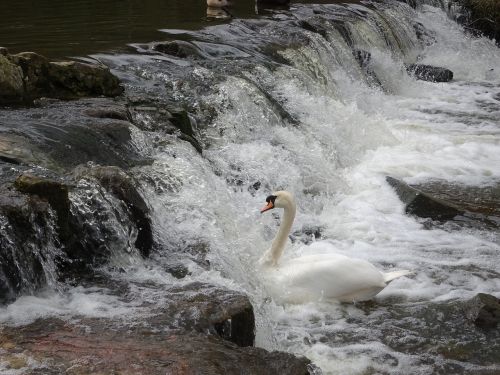 water nature river