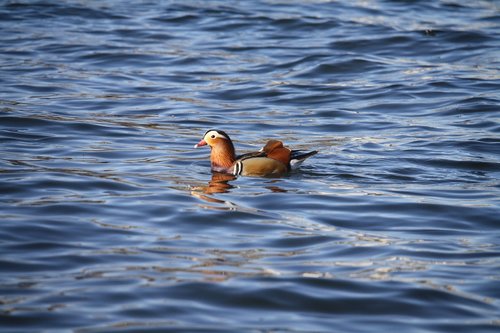 water  bird  wildlife
