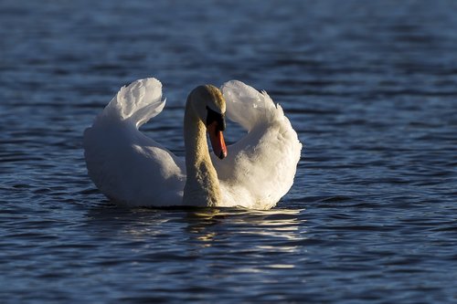 water  swans  villfugl