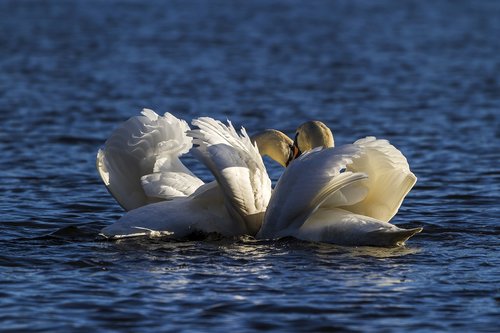 water  swans  lake