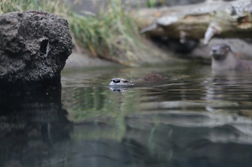 water  nature  river