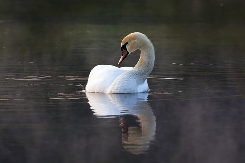 water  birds