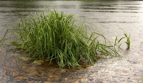 water  nature  grass