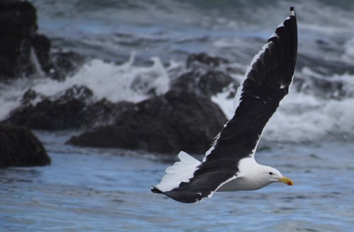 water  sea  bird