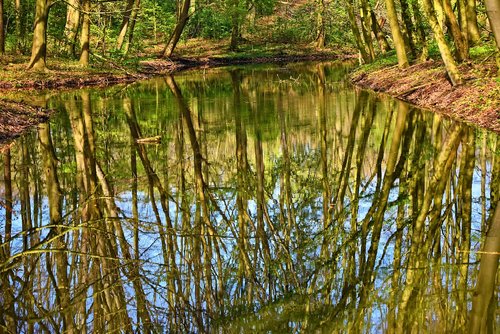 water  pond  reflections