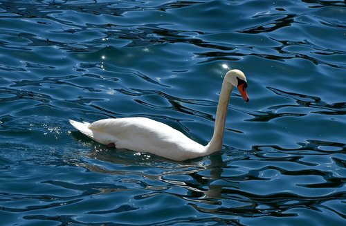 water  nature  bird