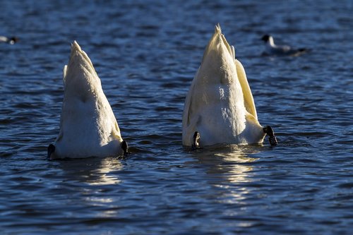 water  birds  swans