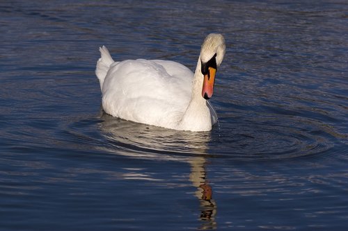 water  birds  swans