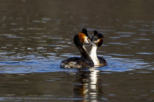 water  birds  toppdykker