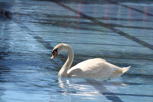 water  bird  nature