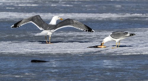 water  bird  seagulls