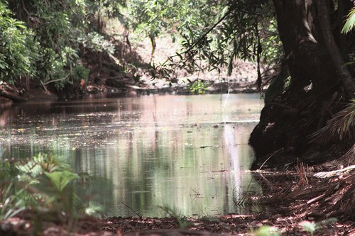 water  nature  tree