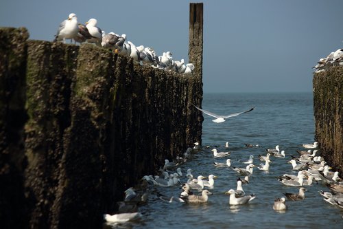 water  nature  birds