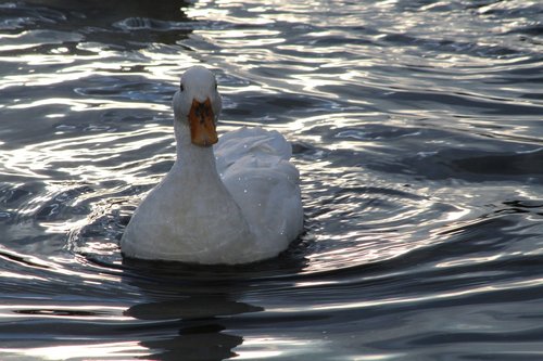 water  bird  lake
