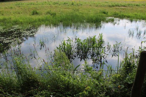 water  reflection  nature