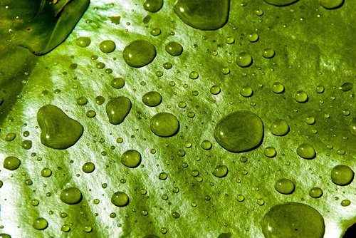 water  lilly  droplets