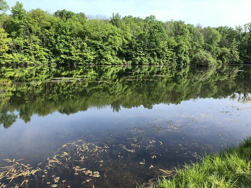 water  lake  trees