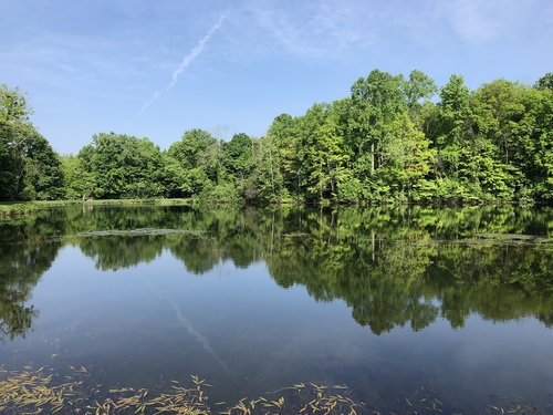 water  lake  trees