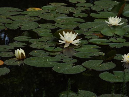 water  water lilies  green