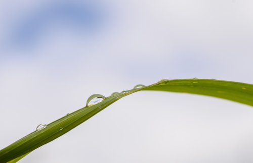water  drop  reed