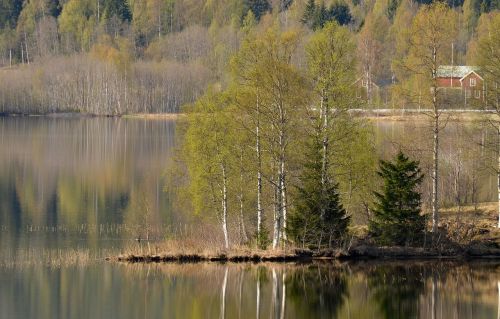 water green tree