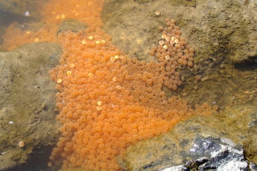 water river caviar