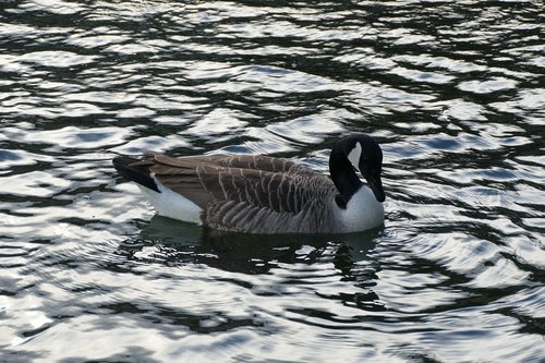 water  duck  water bird