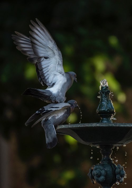 water  pigeons  nature