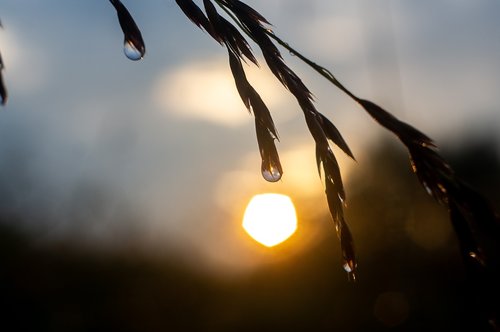 water  drip  drop of water