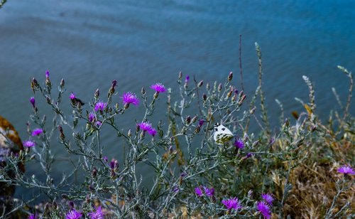 water  flowers  sea