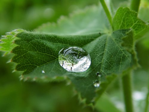 water  drip  leaf