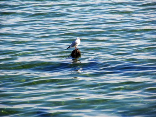 water sea water bird