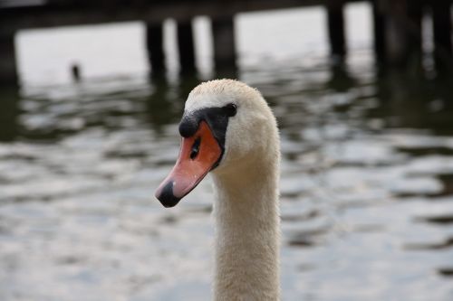 water bird animal