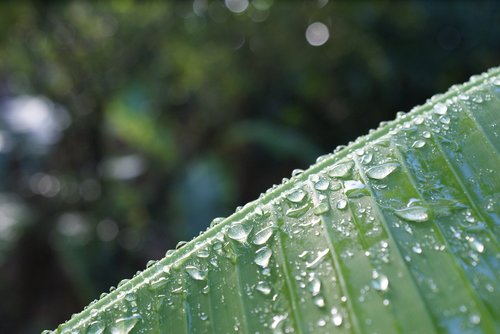 water  nature  plant