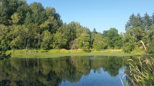 water  reflection  trees